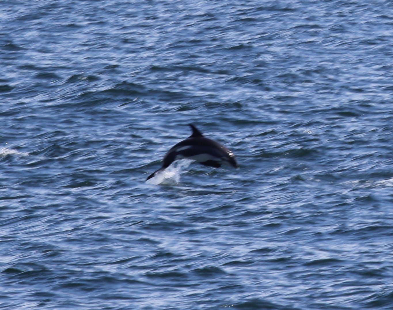 Atlantic white-sided dolphin (Lagenorhynchus acutus) young