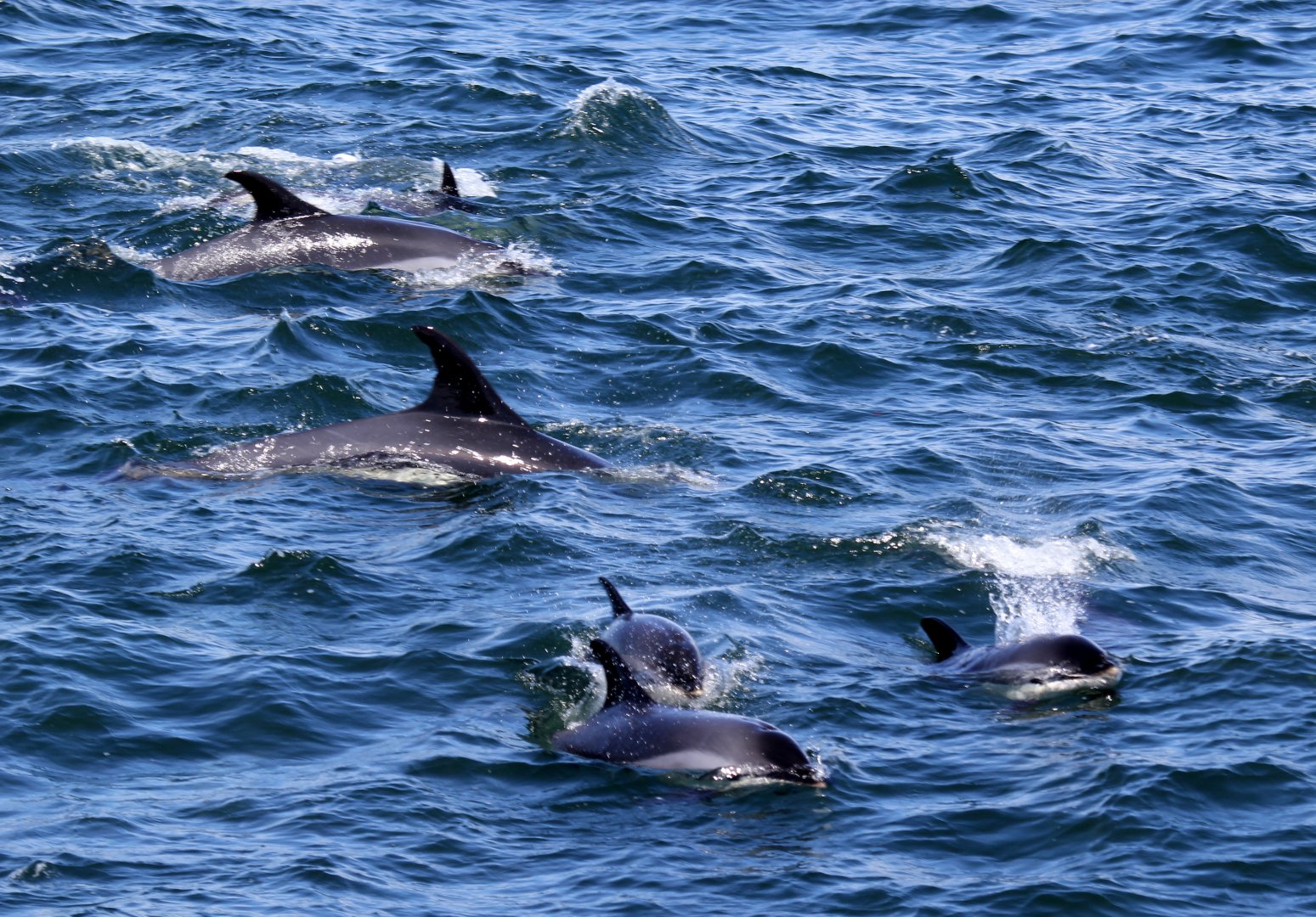 Atlantic white-sided dolphin (Lagenorhynchus acutus)