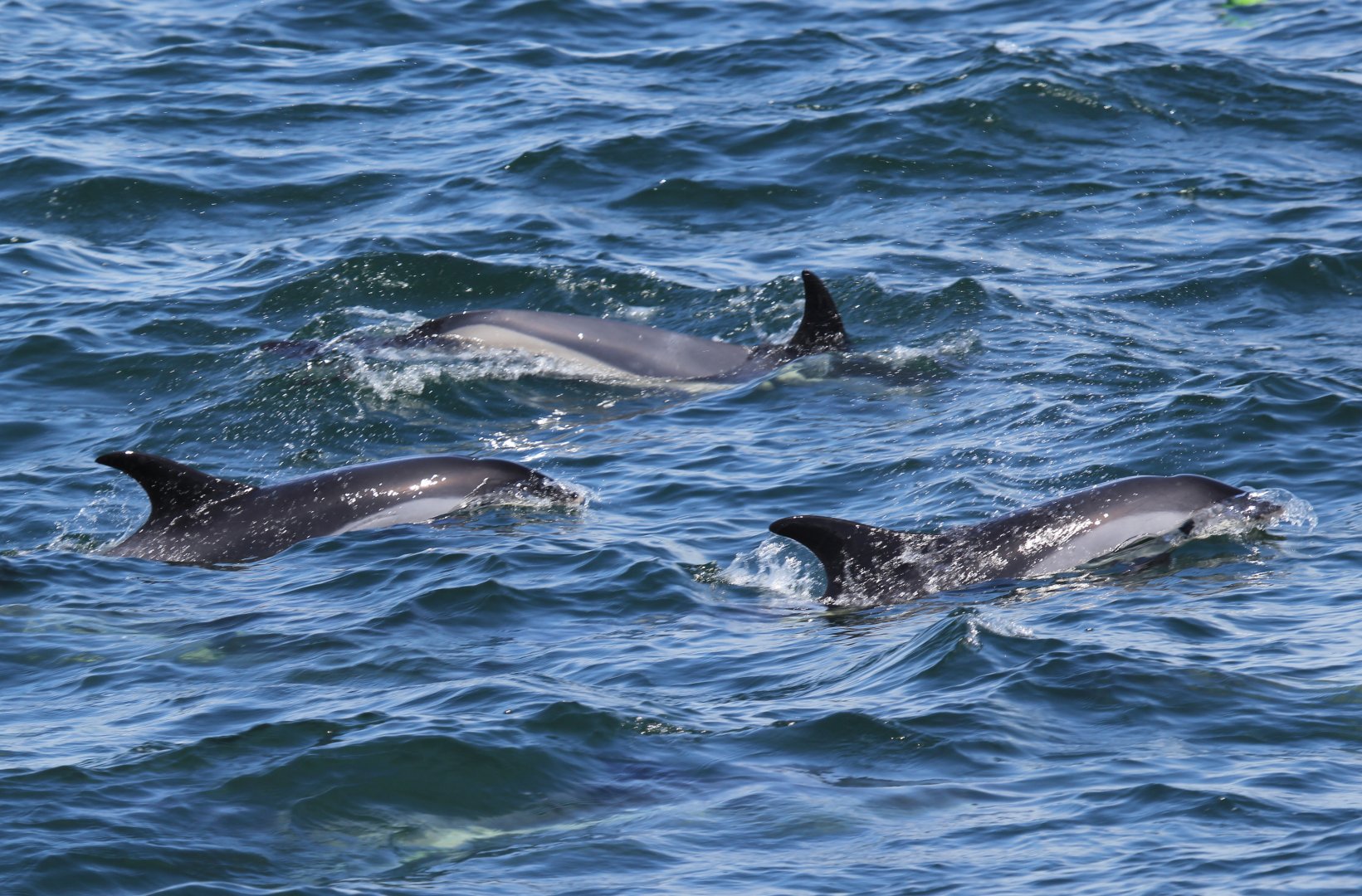 Atlantic white-sided dolphin (Lagenorhynchus acutus)