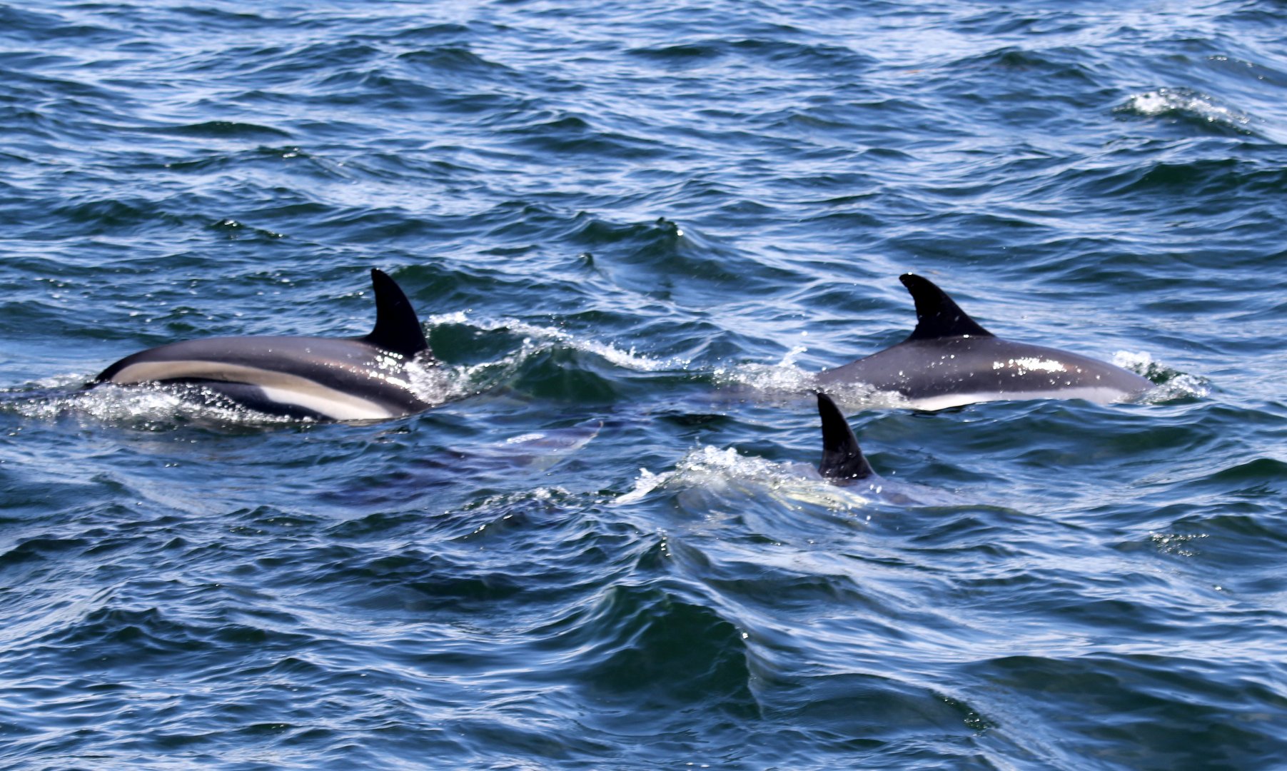 Atlantic white-sided dolphin (Lagenorhynchus acutus)