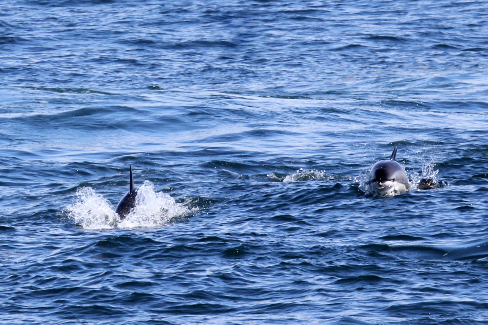 Atlantic white-sided dolphin (Lagenorhynchus acutus)