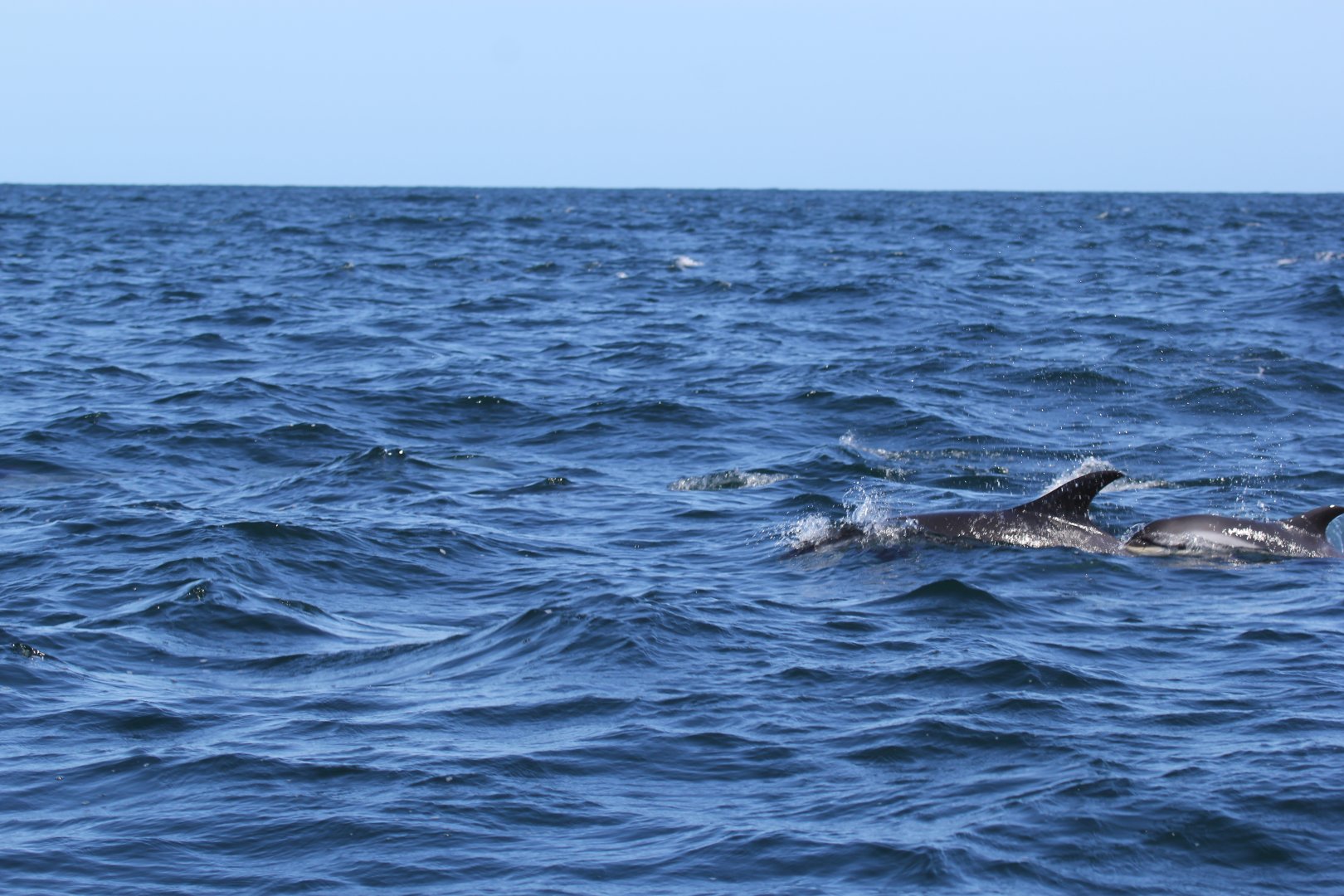 Atlantic white-sided dolphin (Lagenorhynchus acutus)