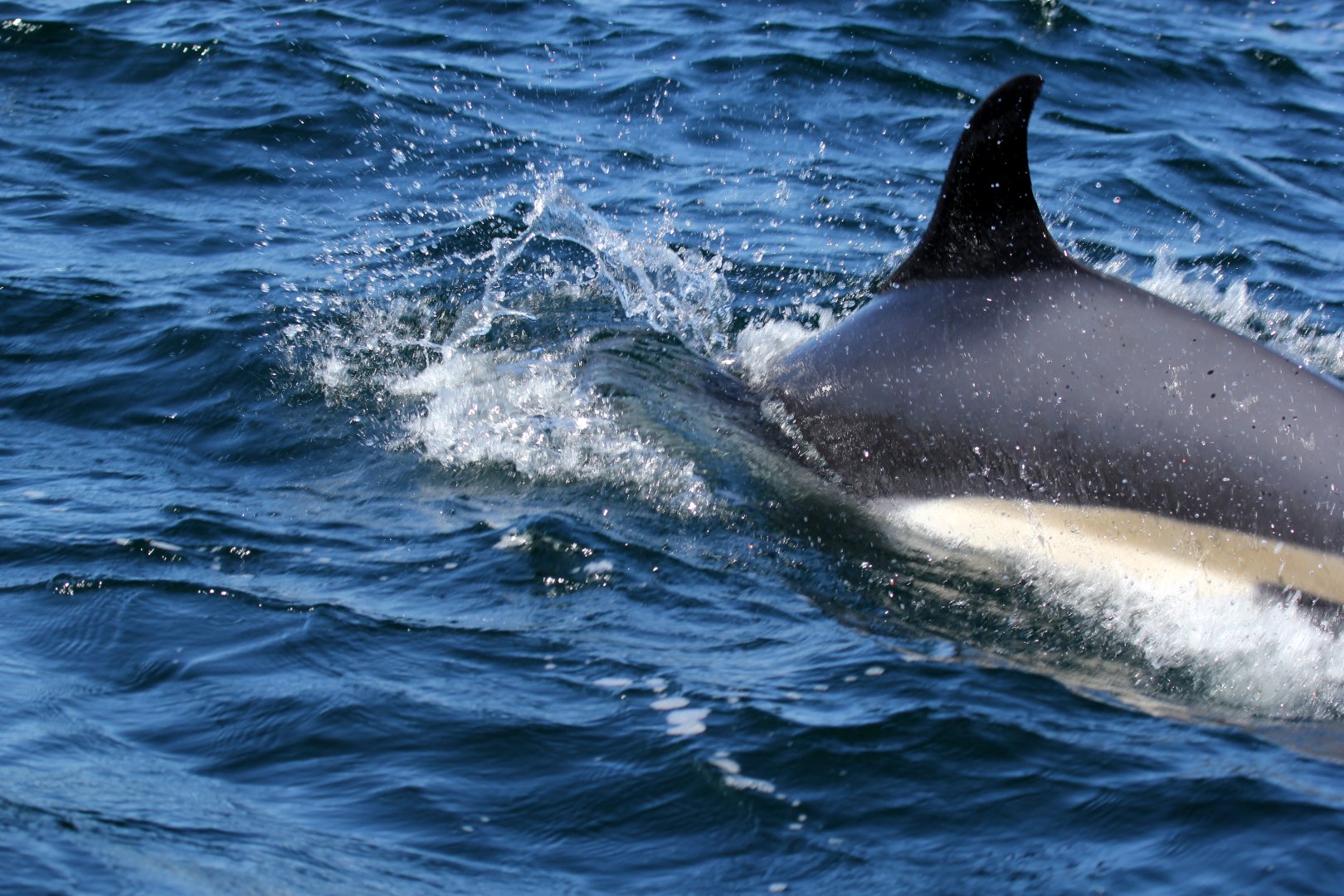 Atlantic white-sided dolphin (Lagenorhynchus acutus)