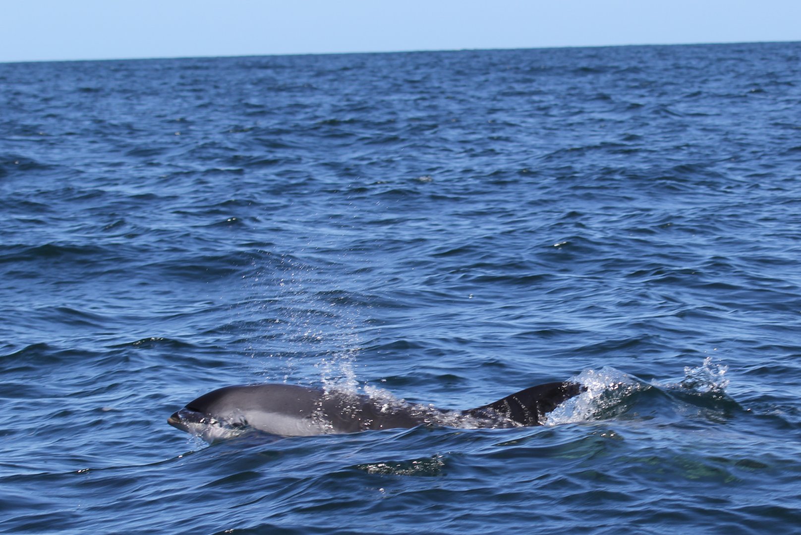 Atlantic white-sided dolphin (Lagenorhynchus acutus)