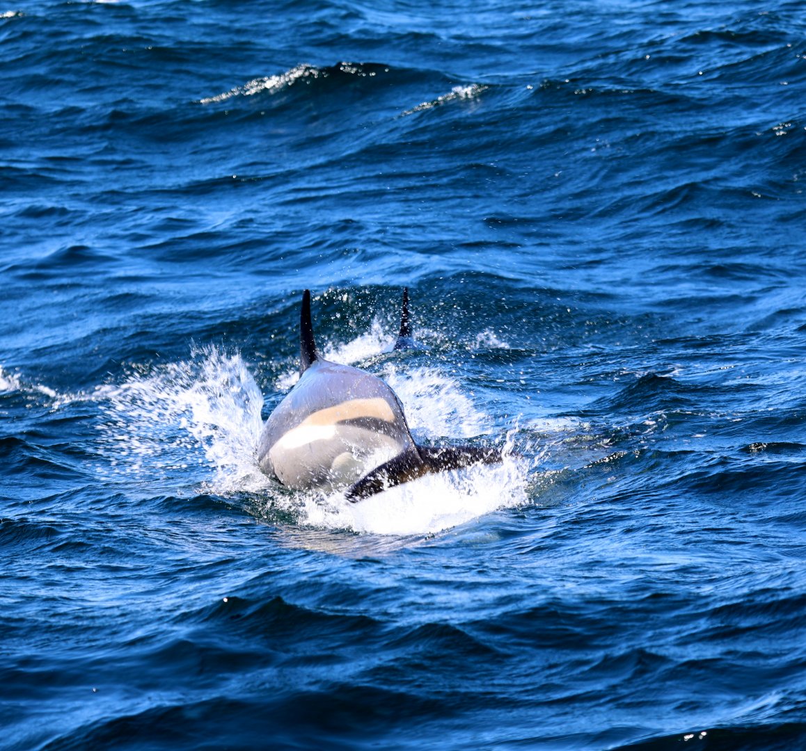 Atlantic white-sided dolphin (Lagenorhynchus acutus)