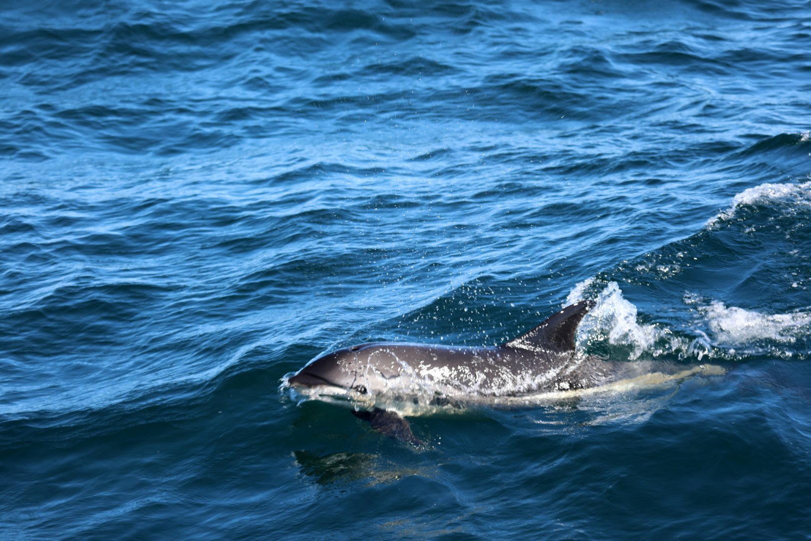Atlantic white-sided dolphin (Lagenorhynchus acutus)