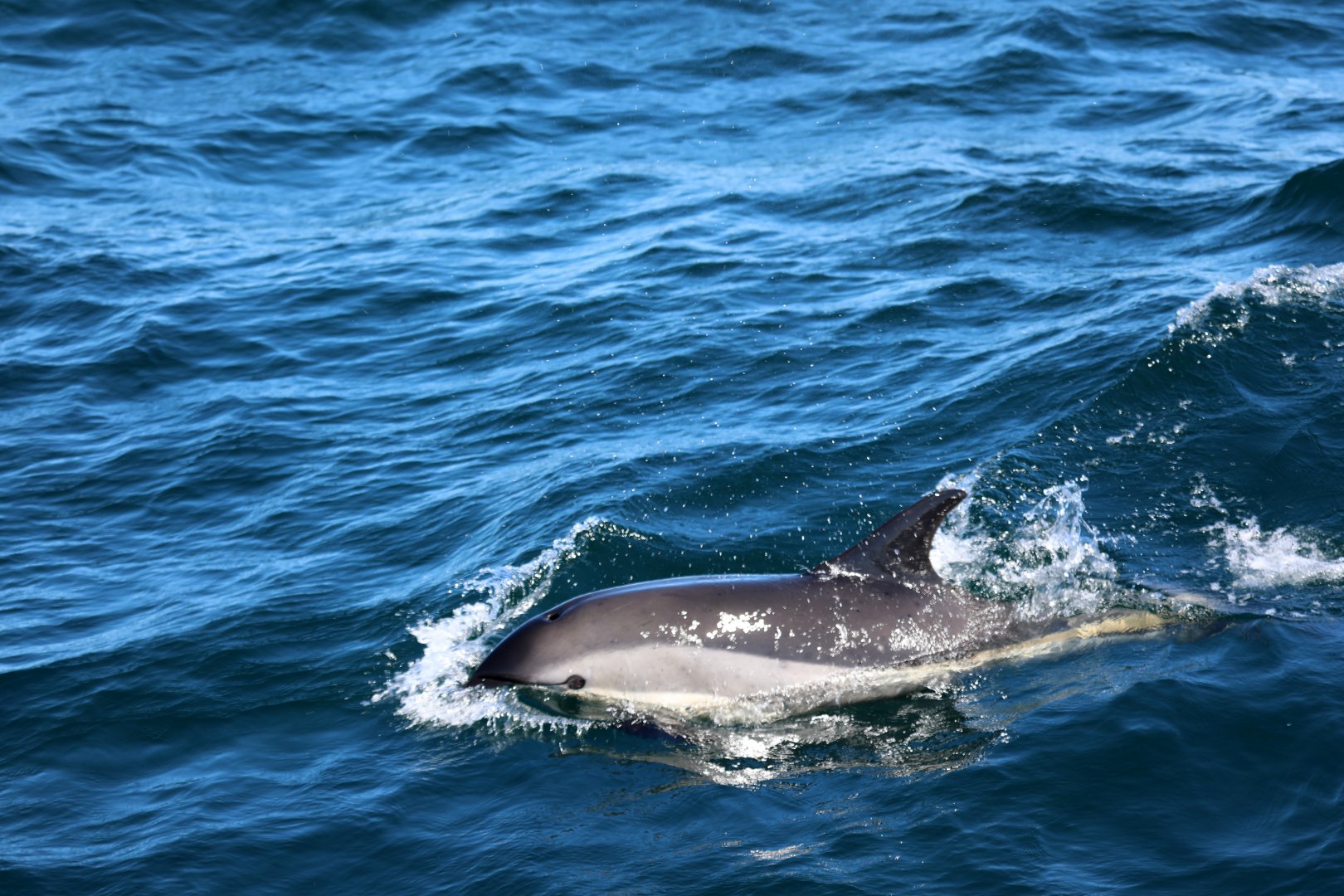 Atlantic white-sided dolphin (Lagenorhynchus acutus)