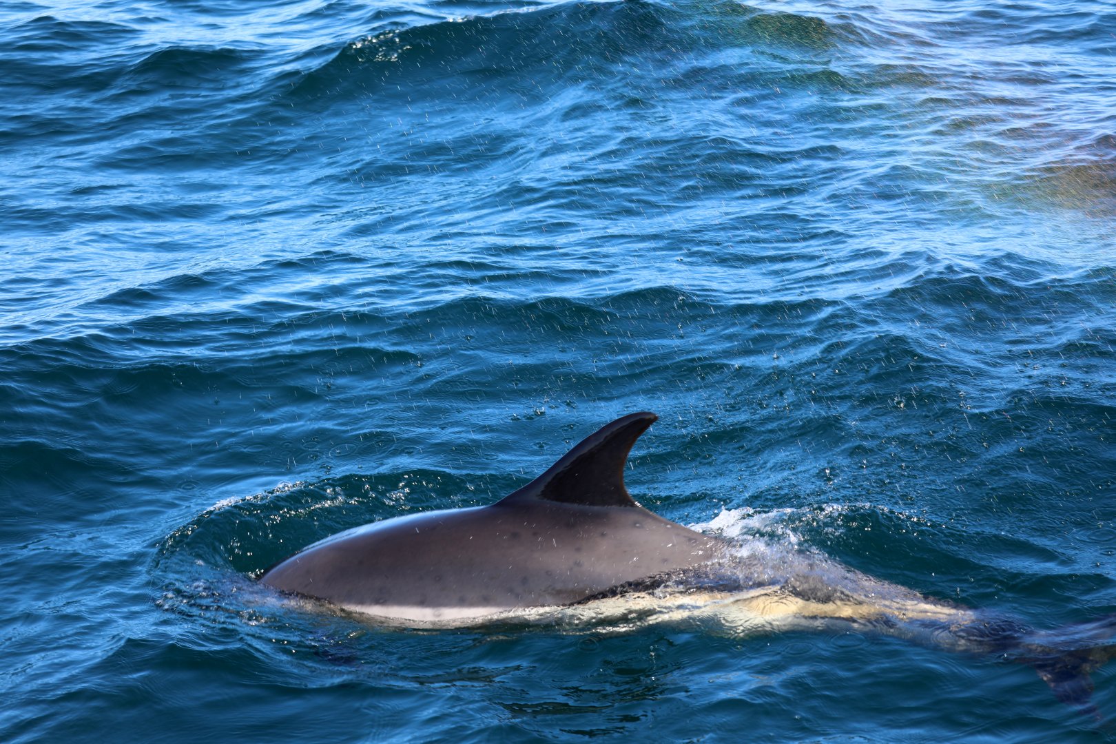 Atlantic white-sided dolphin (Lagenorhynchus acutus)