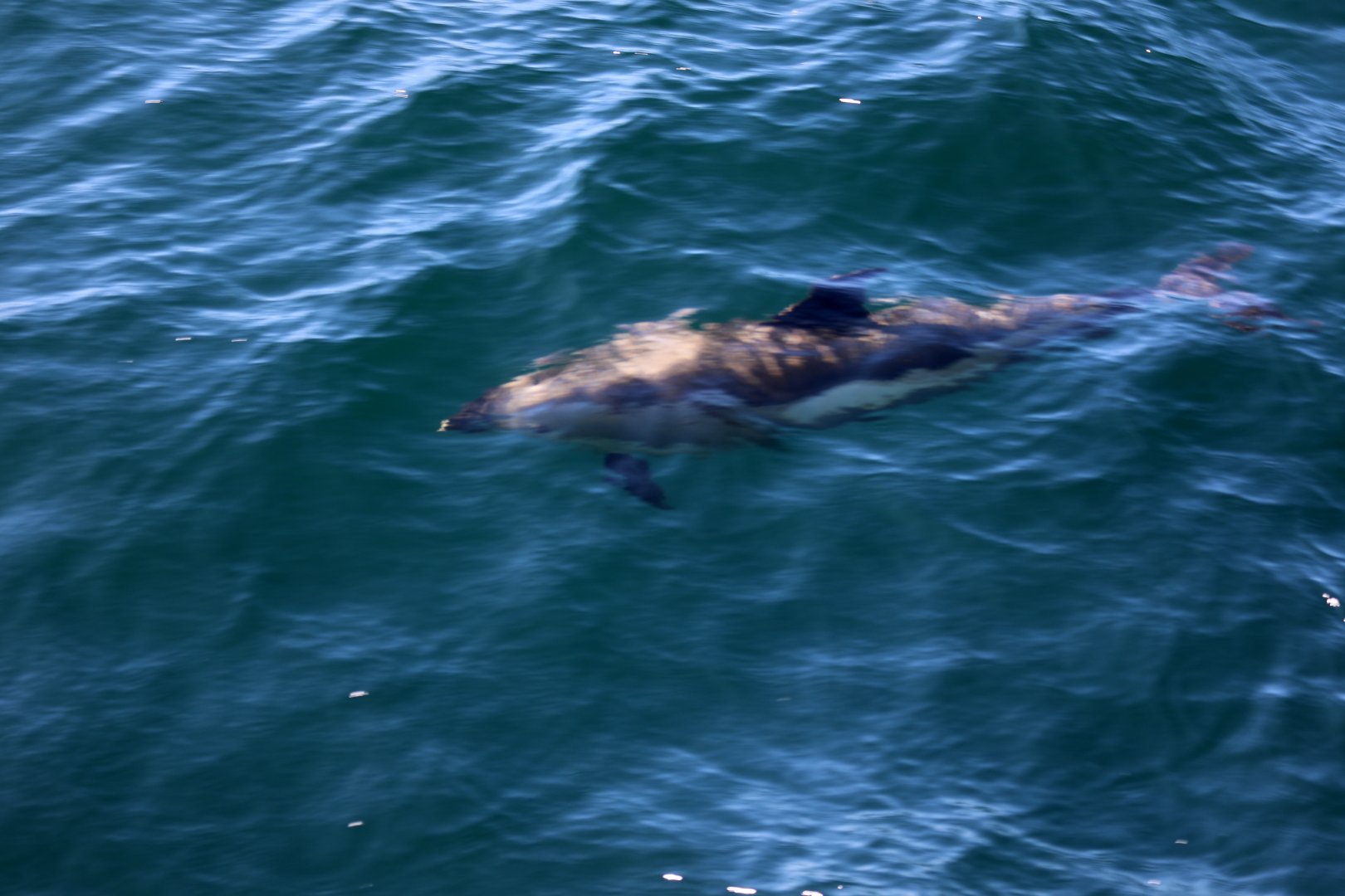 Atlantic white-sided dolphin (Lagenorhynchus acutus)