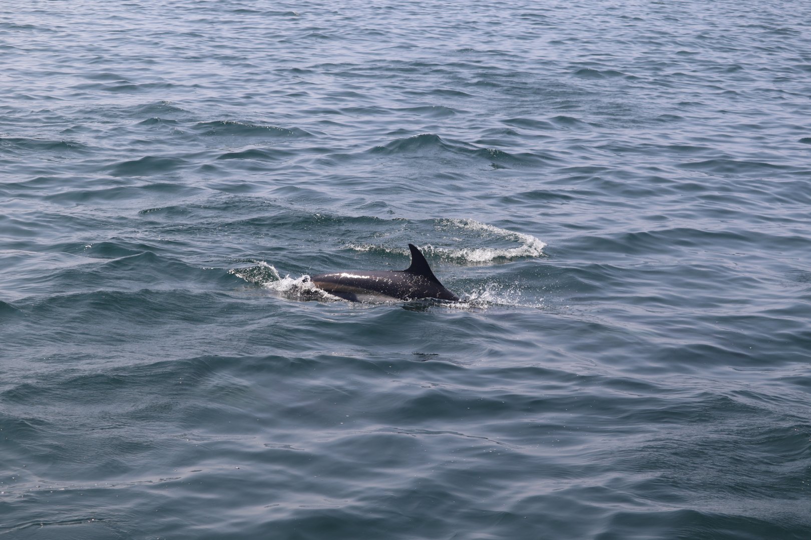 Atlantic White-Sided Dolphin