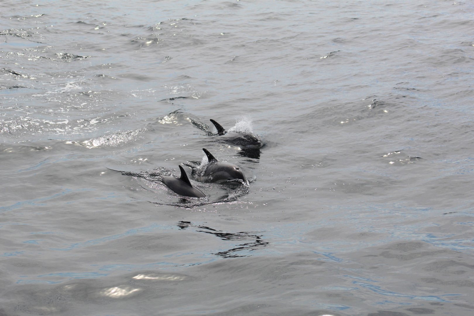 Atlantic White-Sided Dolphins