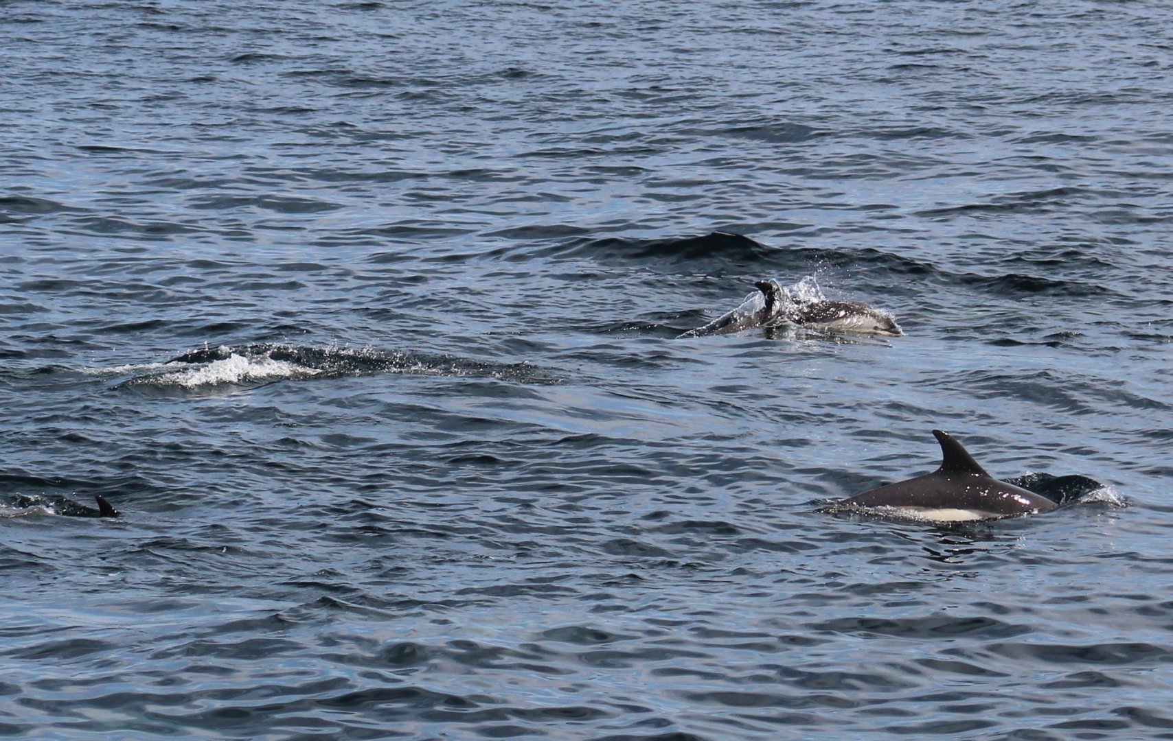 Atlantic White-Sided Dolphins