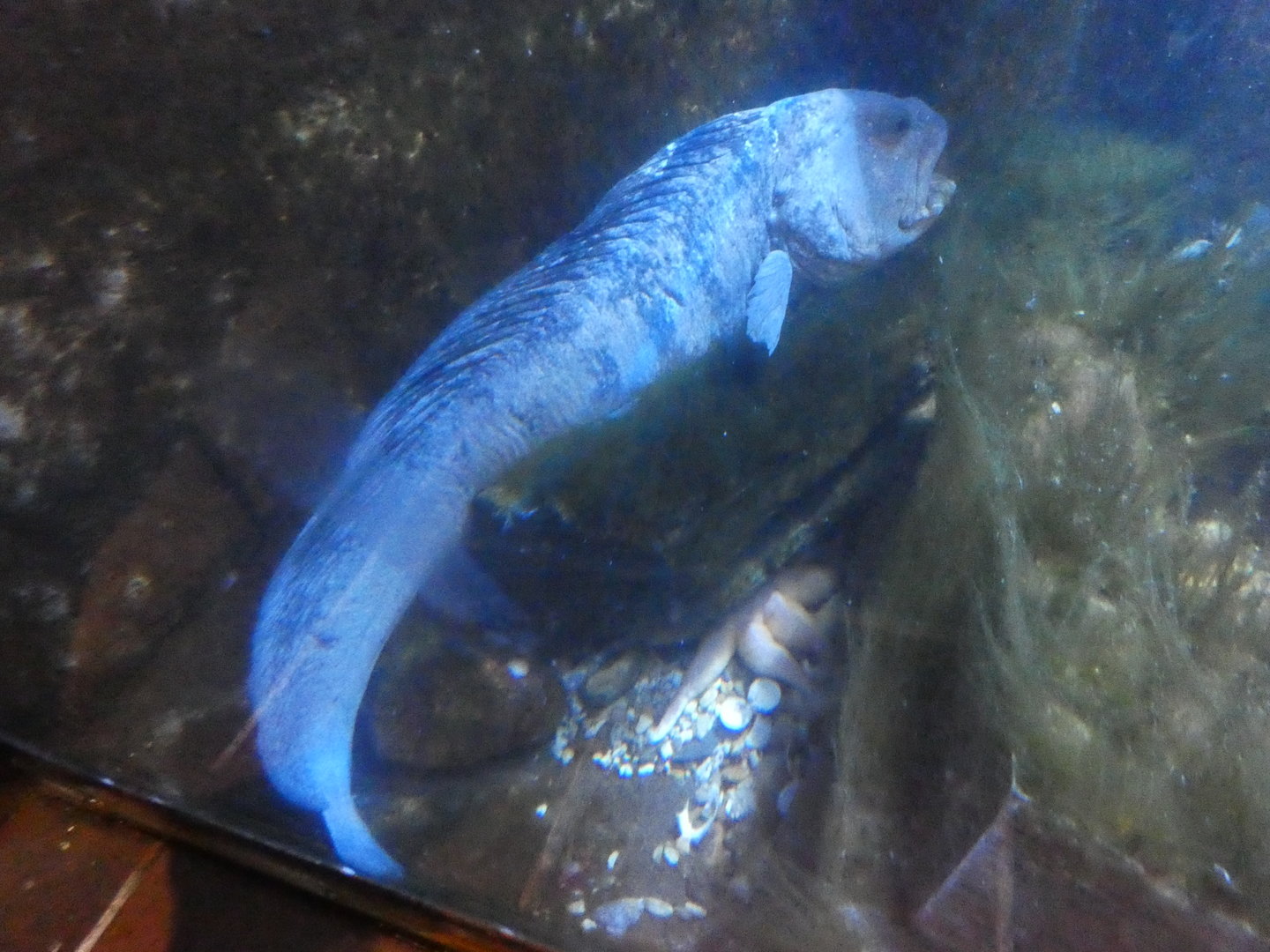 Atlantic wolf fish - Anglesey Sea Zoo