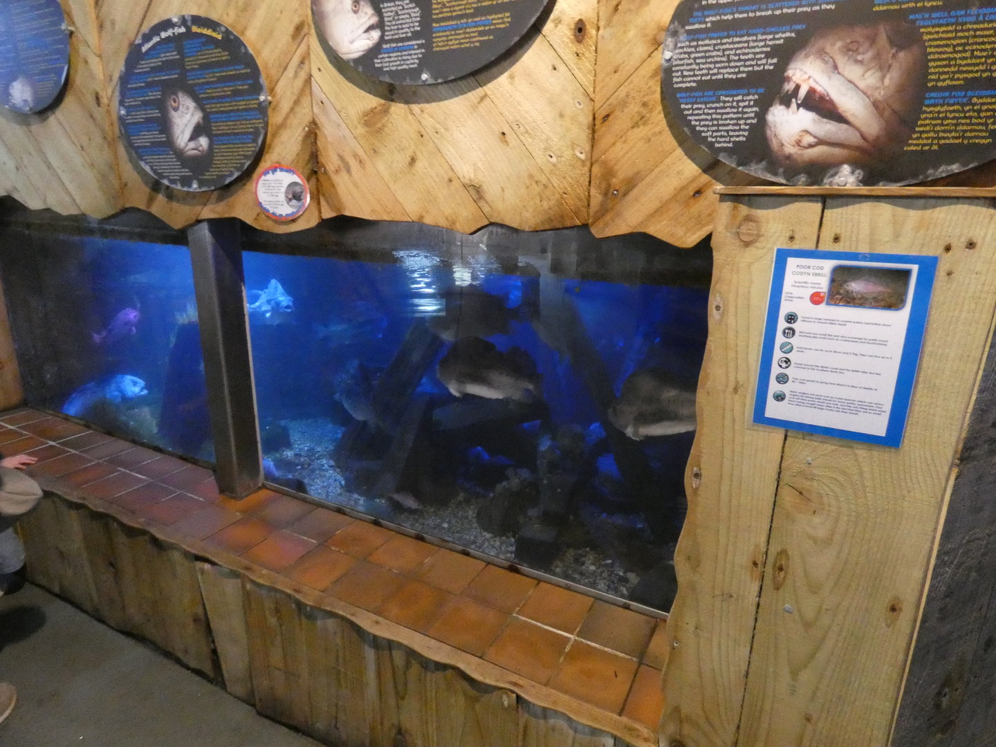 Atlantic wolf fish display - Anglesey Sea Zoo