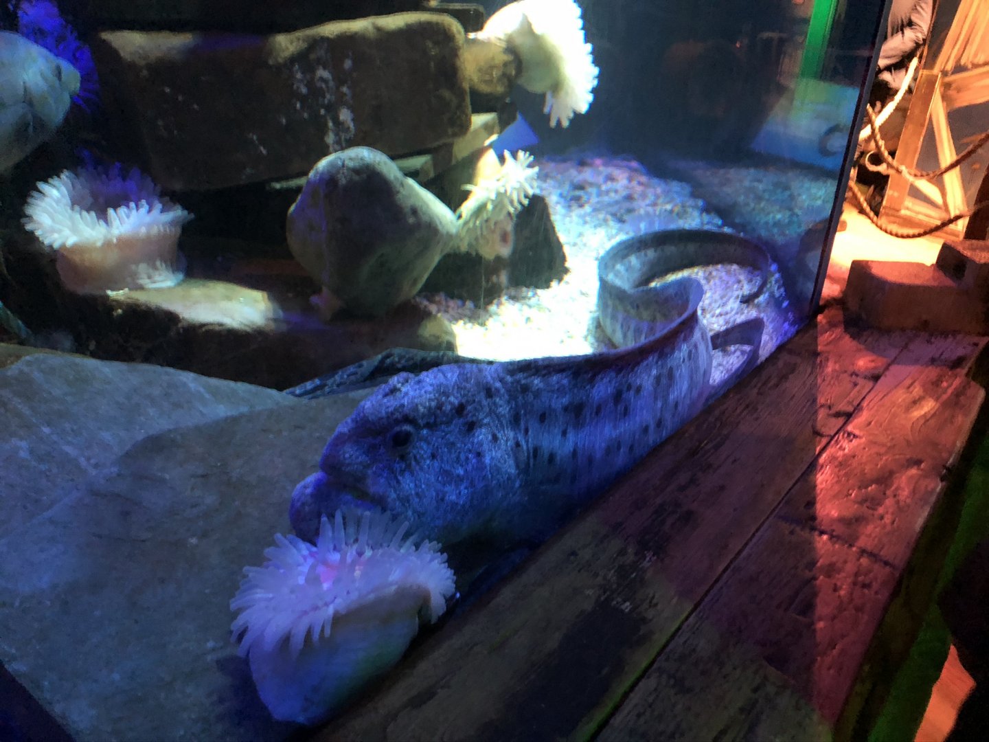 Atlantic Wolffish at SEA LIFE Blackpool (2019)