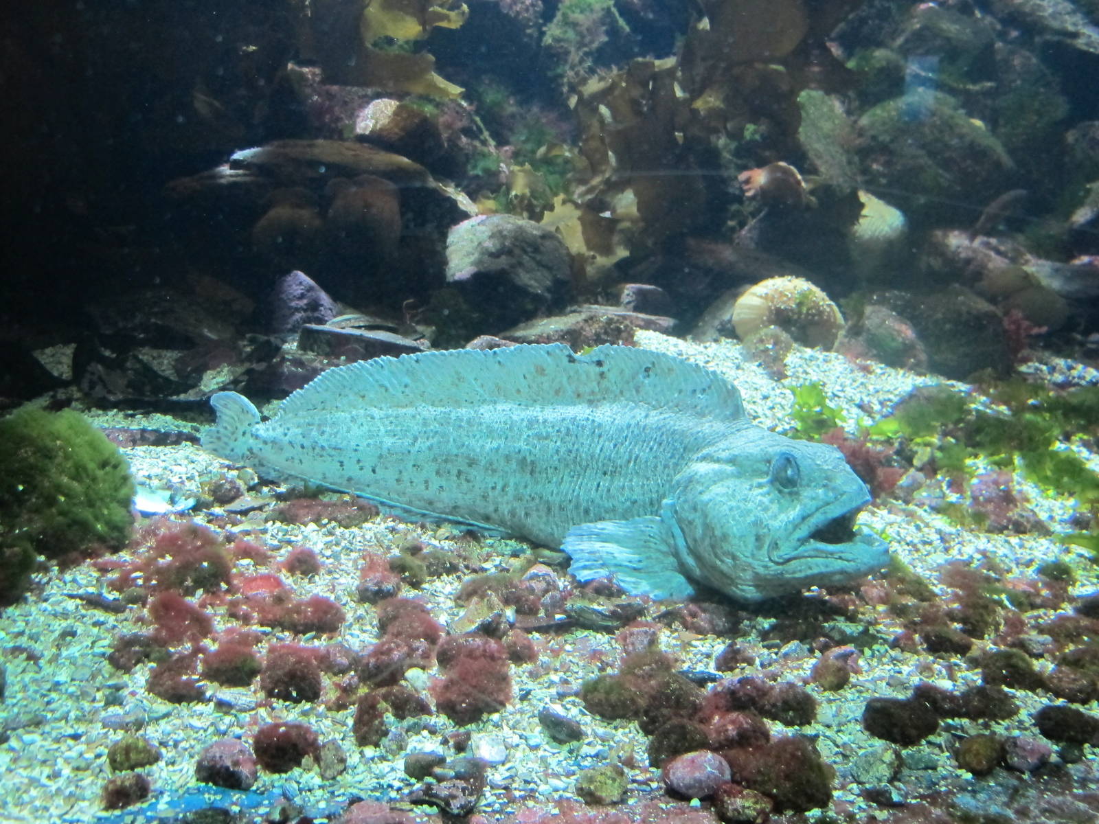 Atlantic Wolffish - Bergen Akvariet 2012