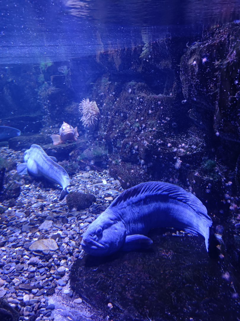 Atlantic Wolffish - Polar Pavilion (22/08/24)