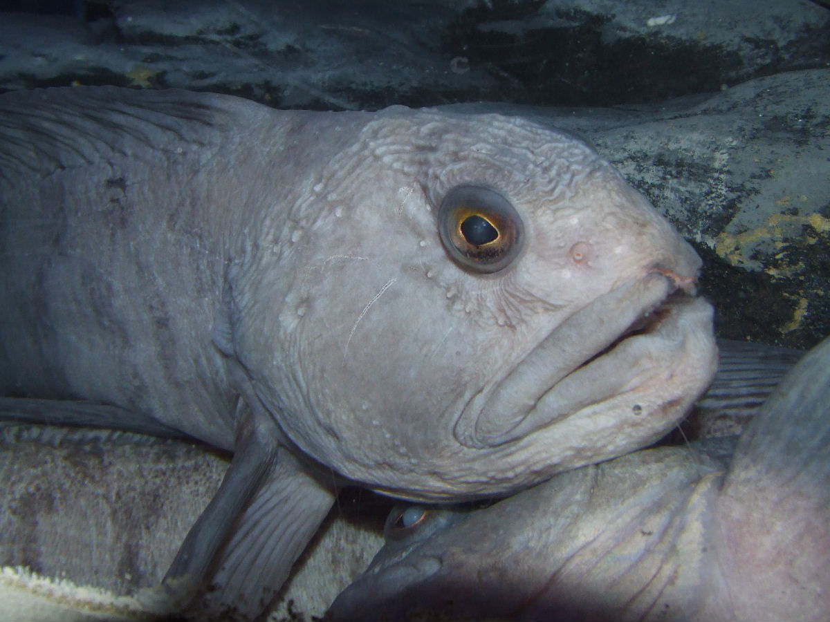 Atlantic Wolffish