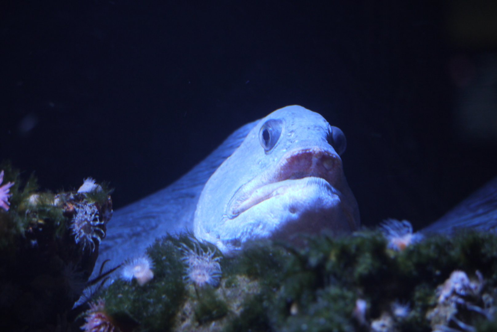 Atlantic Wolffish