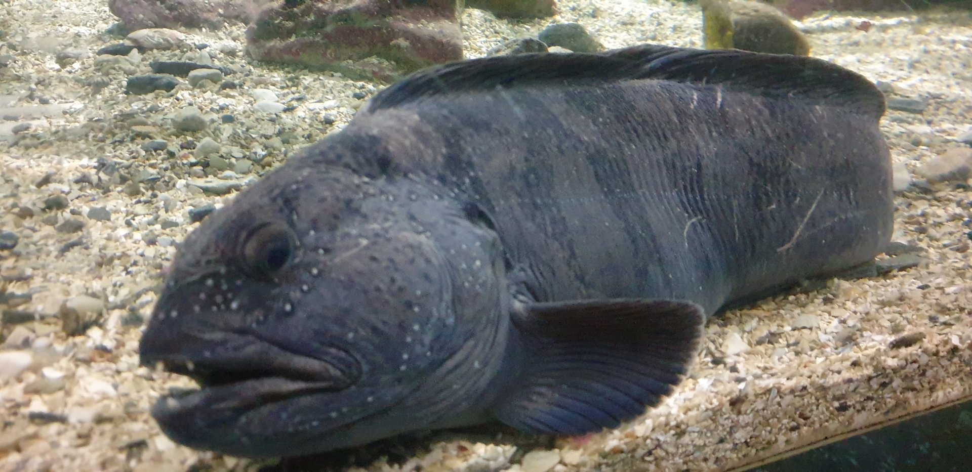 Atlantic Wolffish