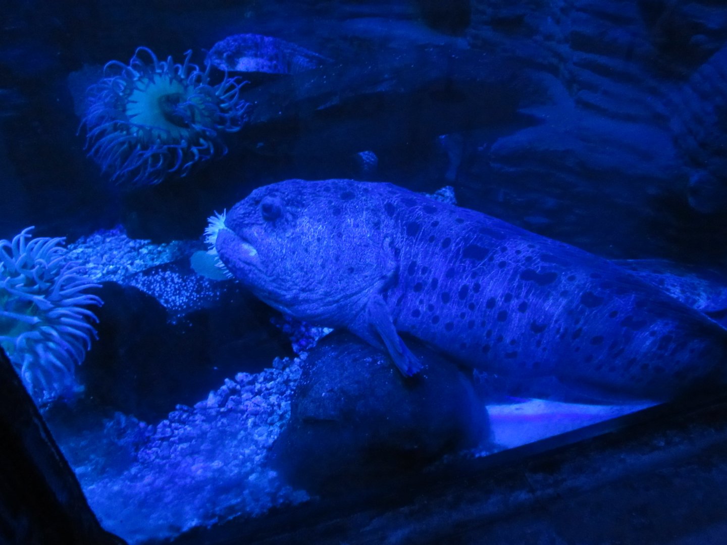 Atlantic Wolffish
