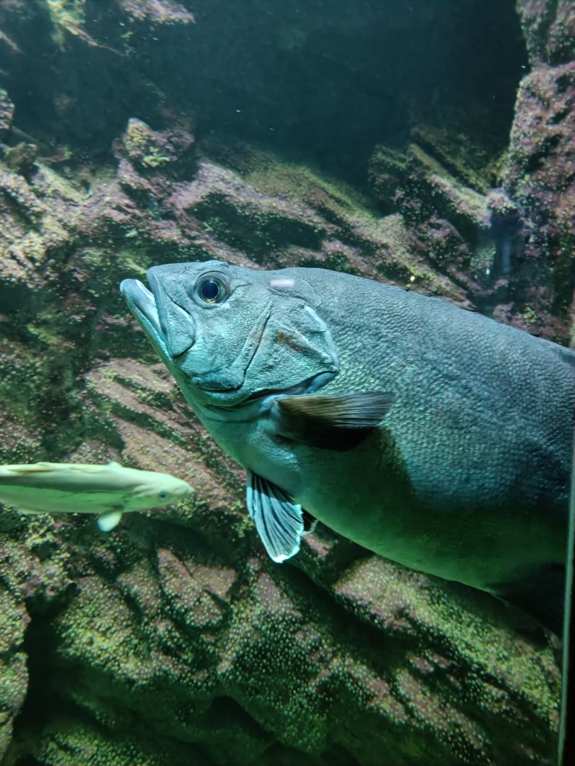 Atlantic Wreckfish - Bretagne Pavilion (22/08/24)