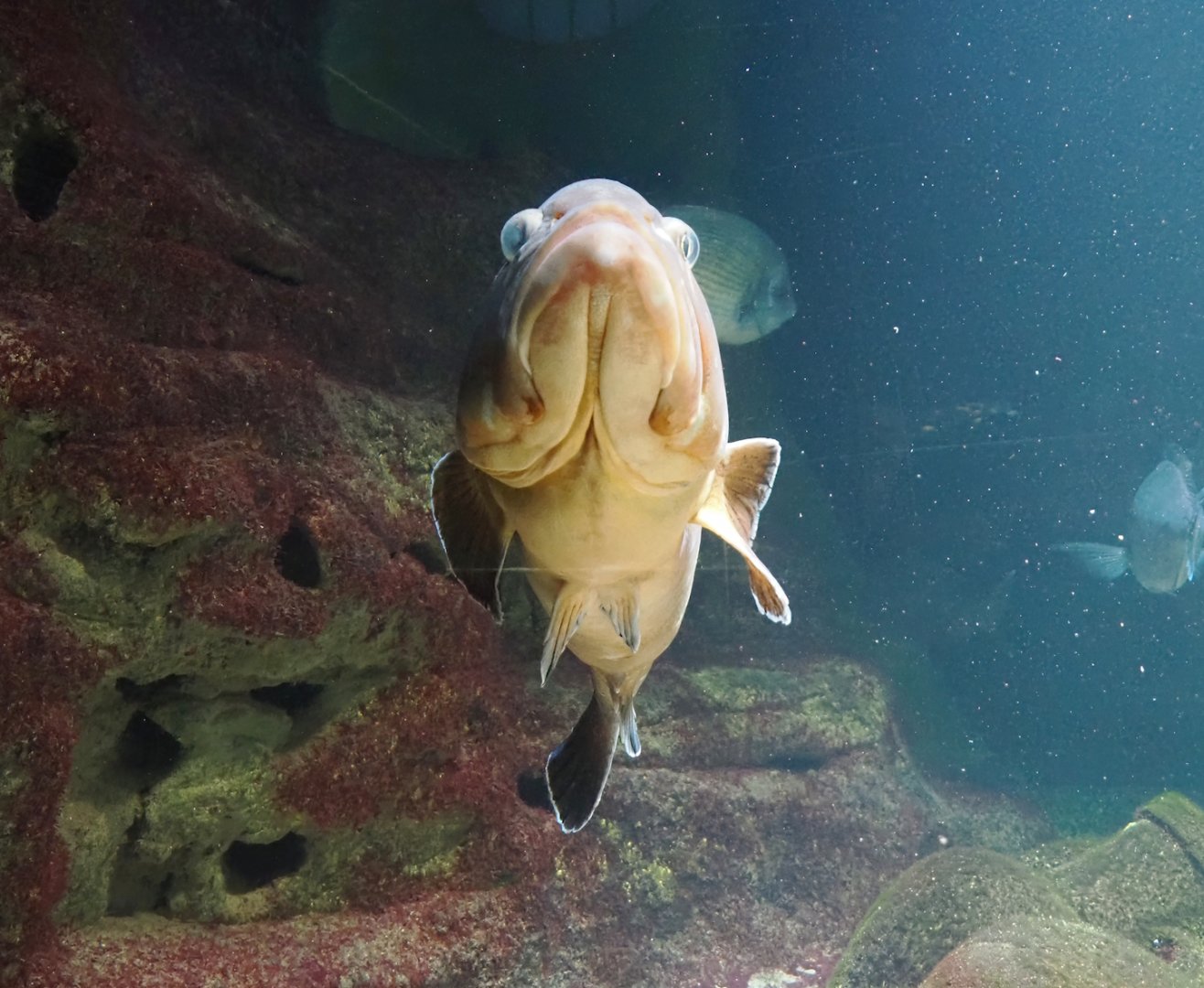 Atlantic wreckfish (Polyprion americanus), 2024-03-09
