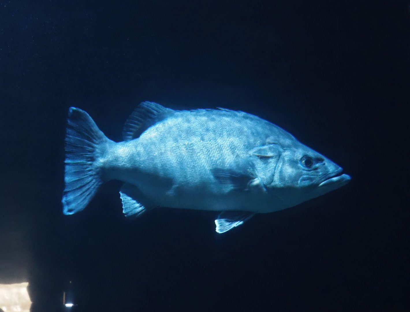 Atlantic wreckfish (Polyprion americanus), 2024-06-30