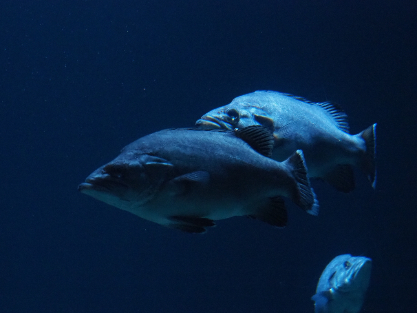 Atlantic wreckfish (Polyprion americanus), Nov 10th, 2018