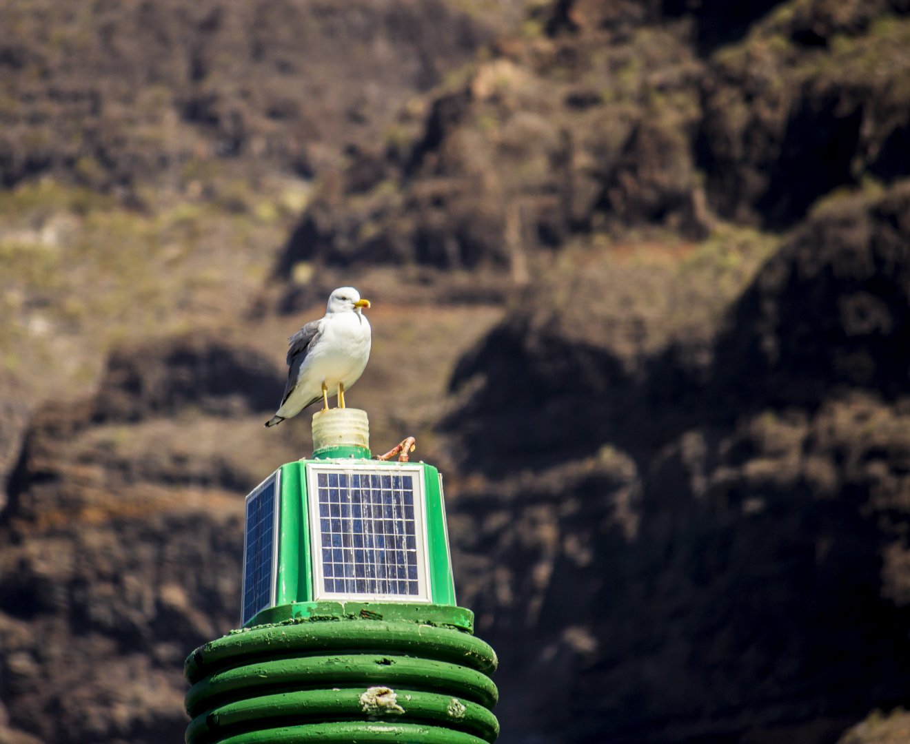 Atlantic yellow-legged gull, Larus michahellis atlantis