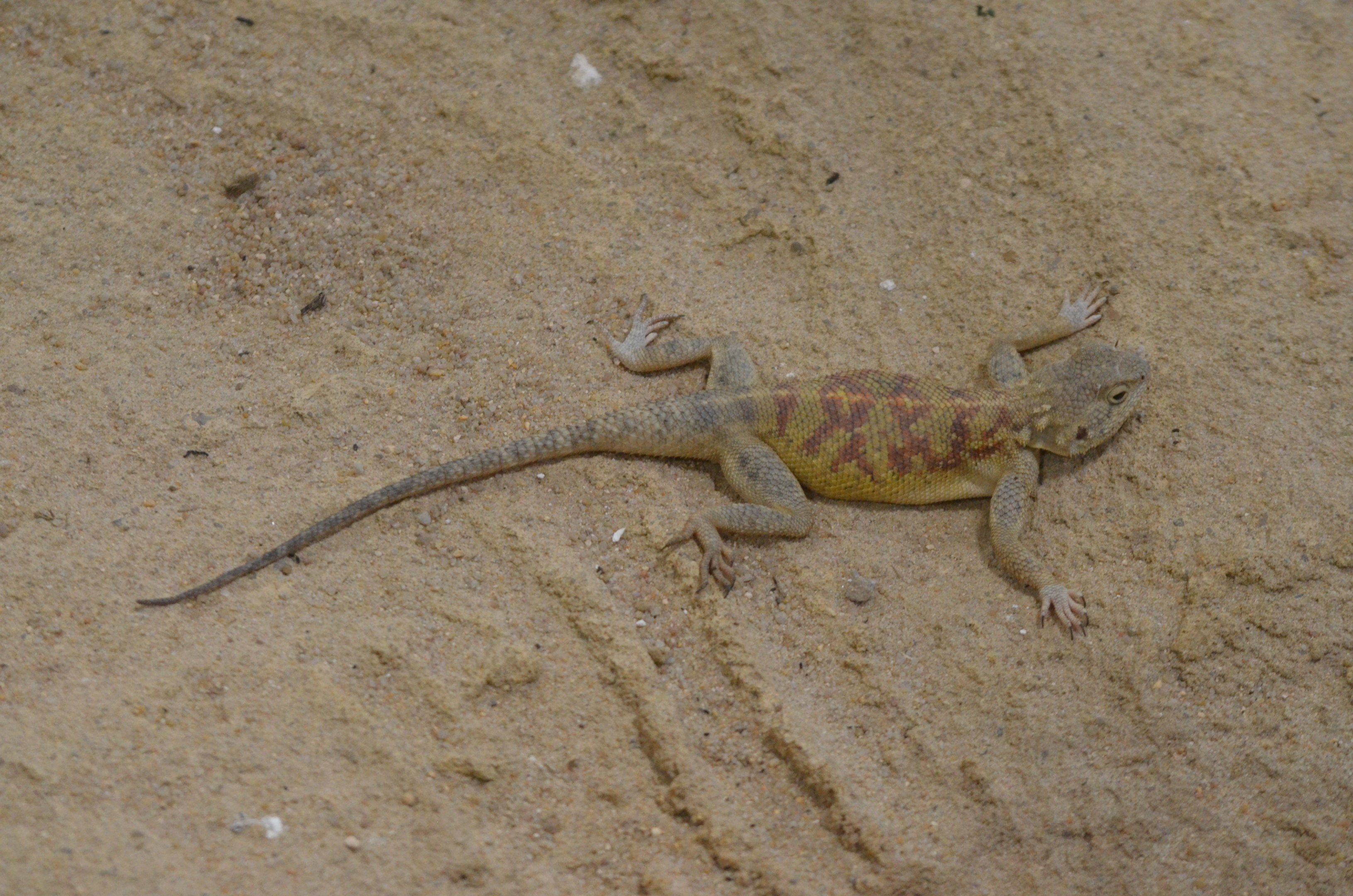 Atlas Agama - Desert House at Nuremberg, 07/09/19