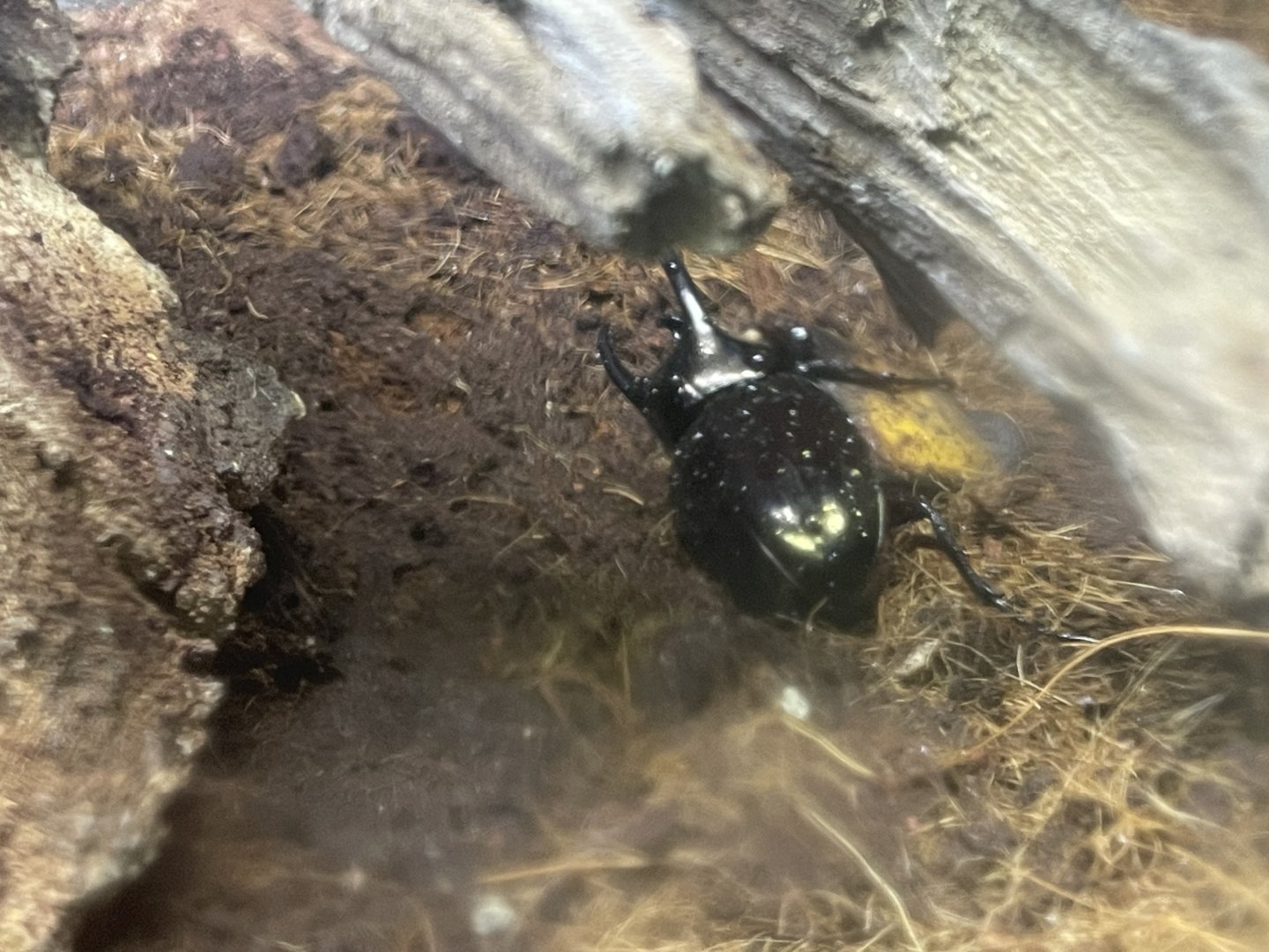 atlas beetle (chalcosoma atlas) (1) - aviary park