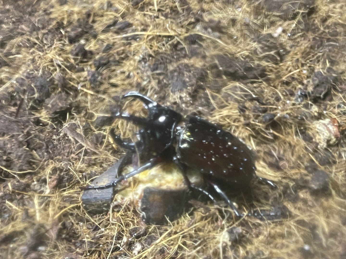 atlas beetle (chalcosoma atlas) (2) - aviary park