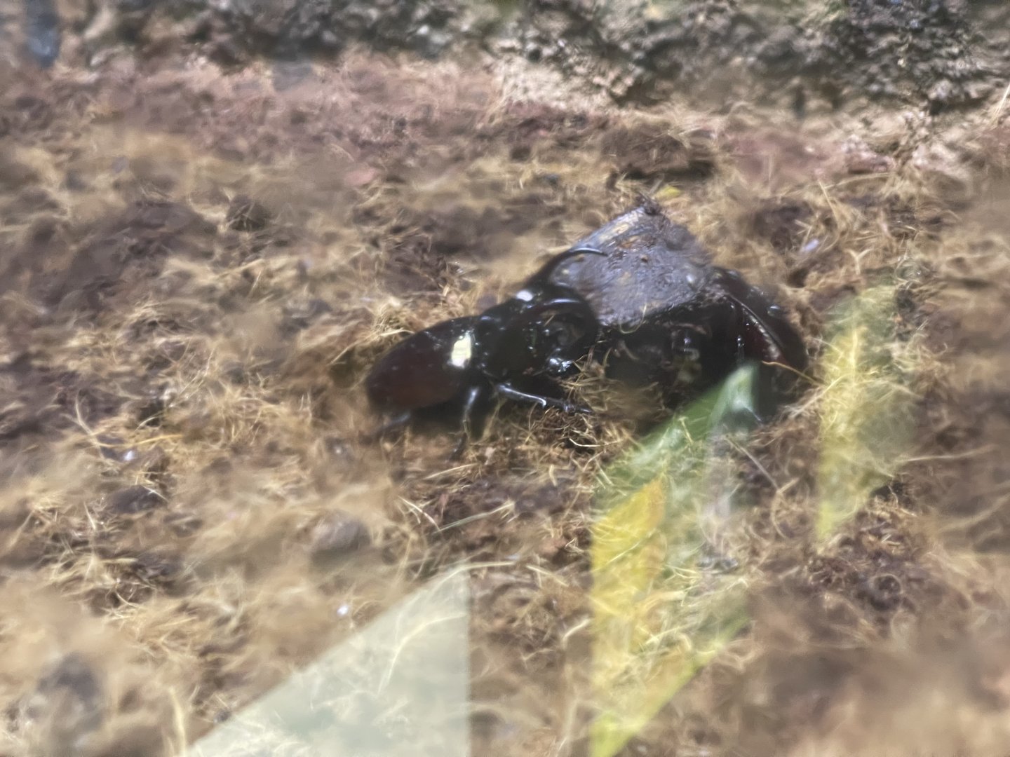 atlas beetle (chalcosoma atlas) (3) - aviary park