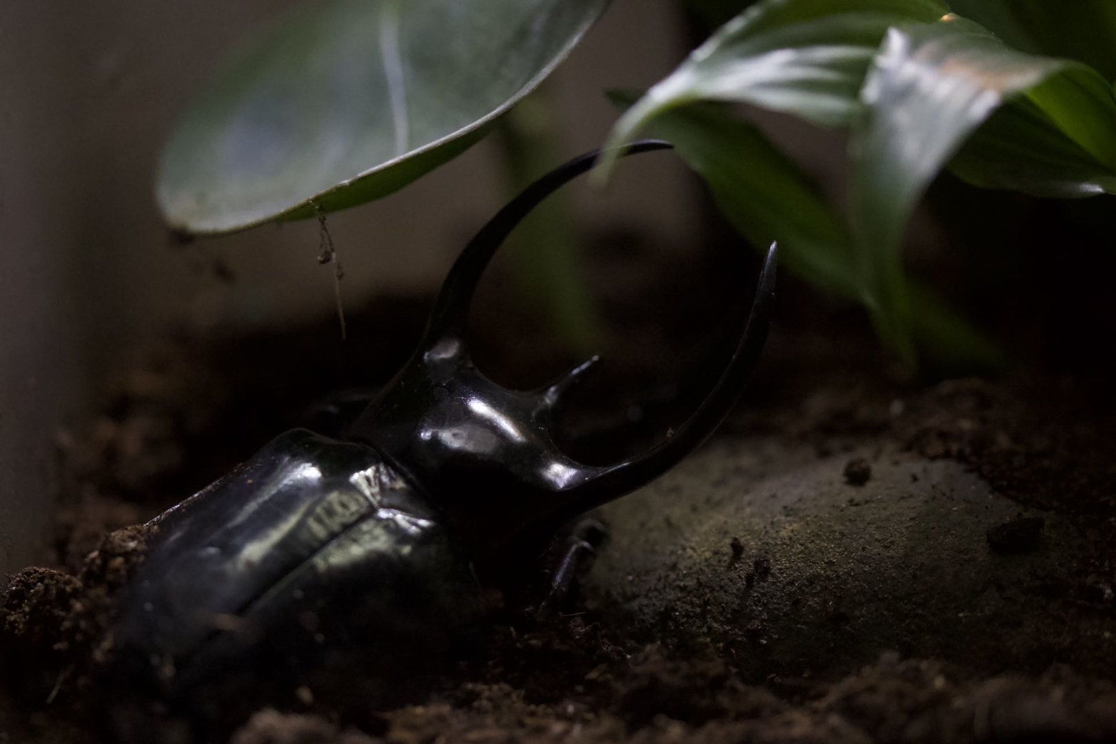 Atlas beetle/ Chalcosoma atlas