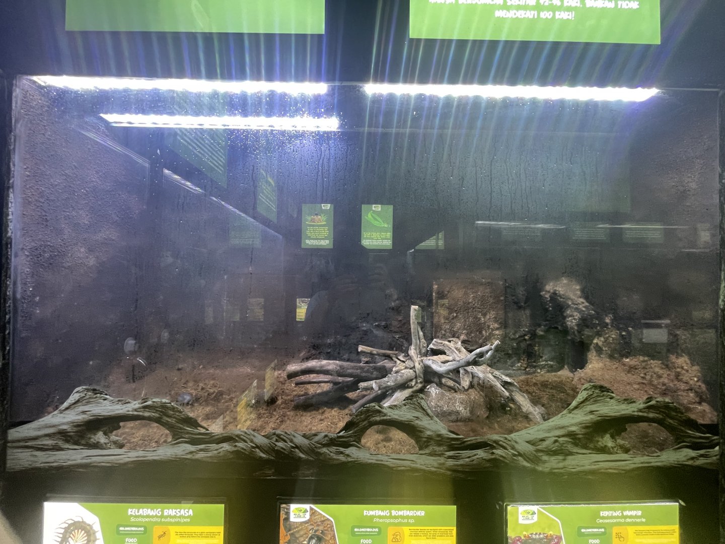 atlas beetle exhibit - aviary park