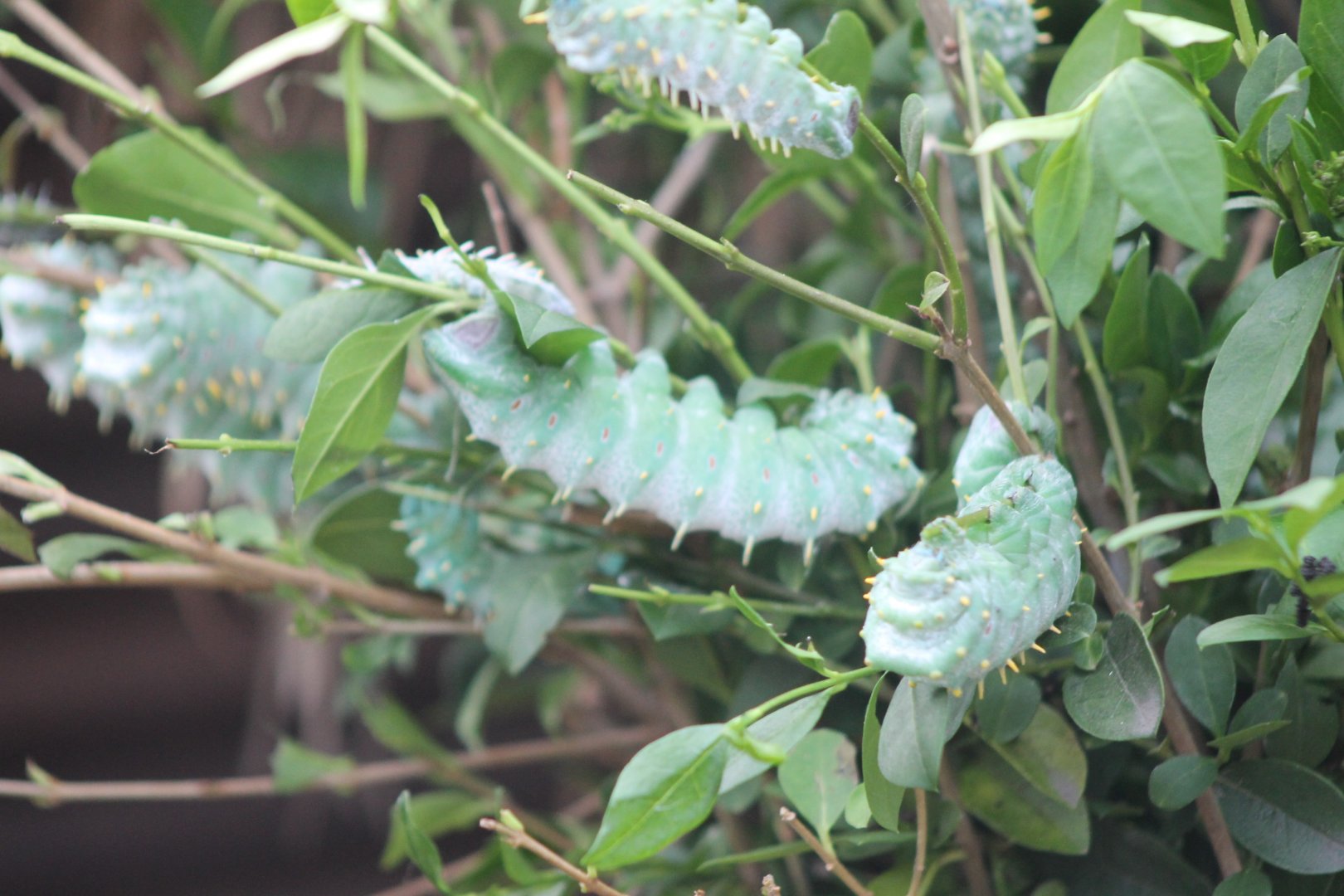 Atlas-butterfly caterpillars