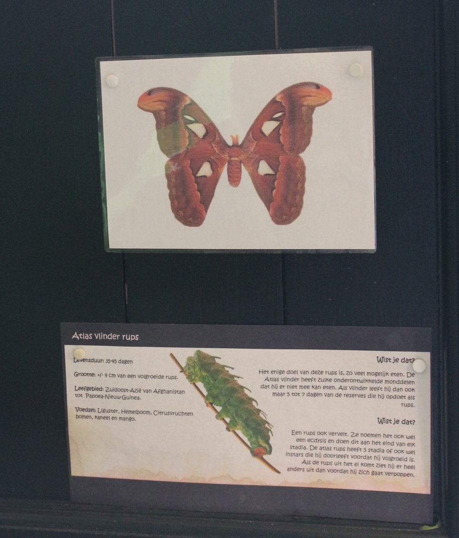 Atlas butterfly signs
