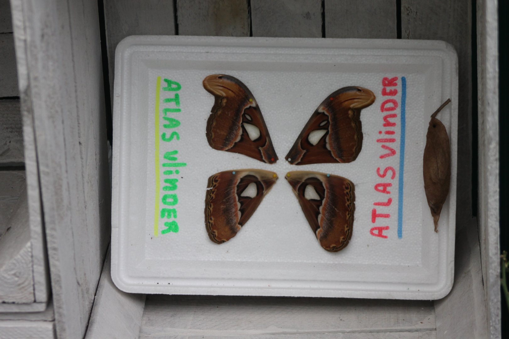 Atlas butterfly wings