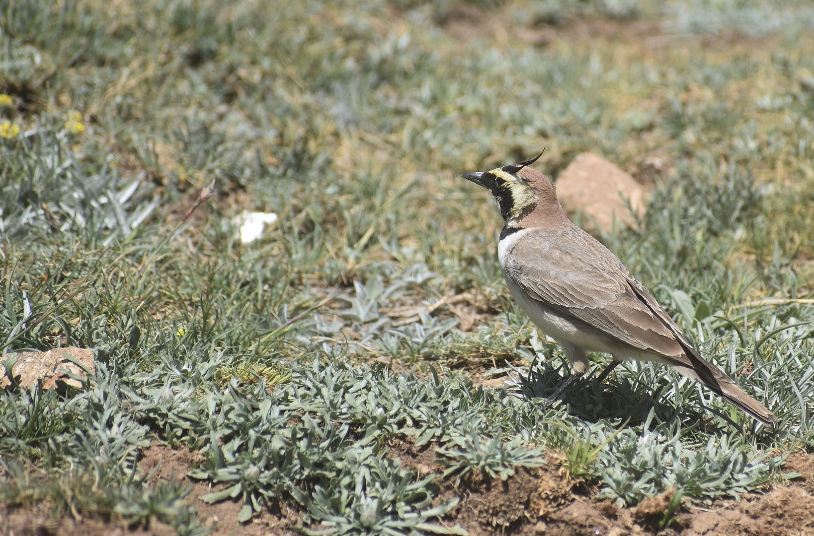 Atlas horned lark - (Vallée de l'Oukaïmeden)