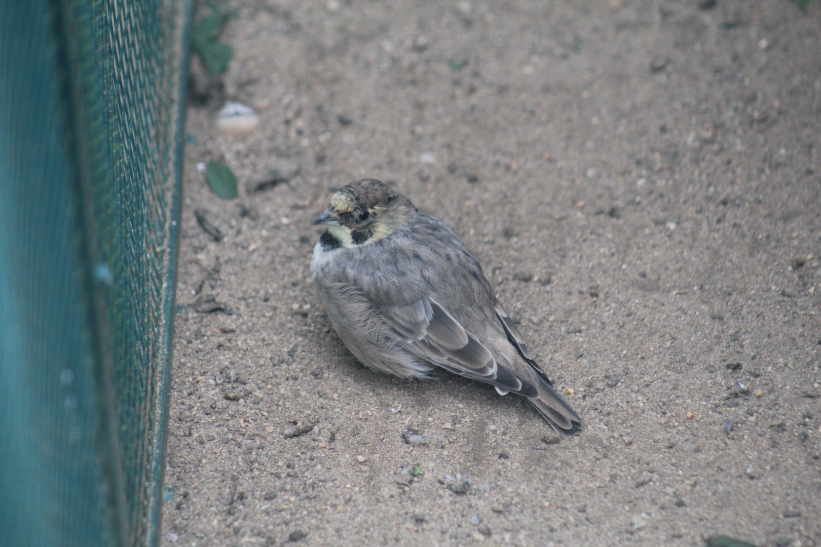 Atlas Horned Lark