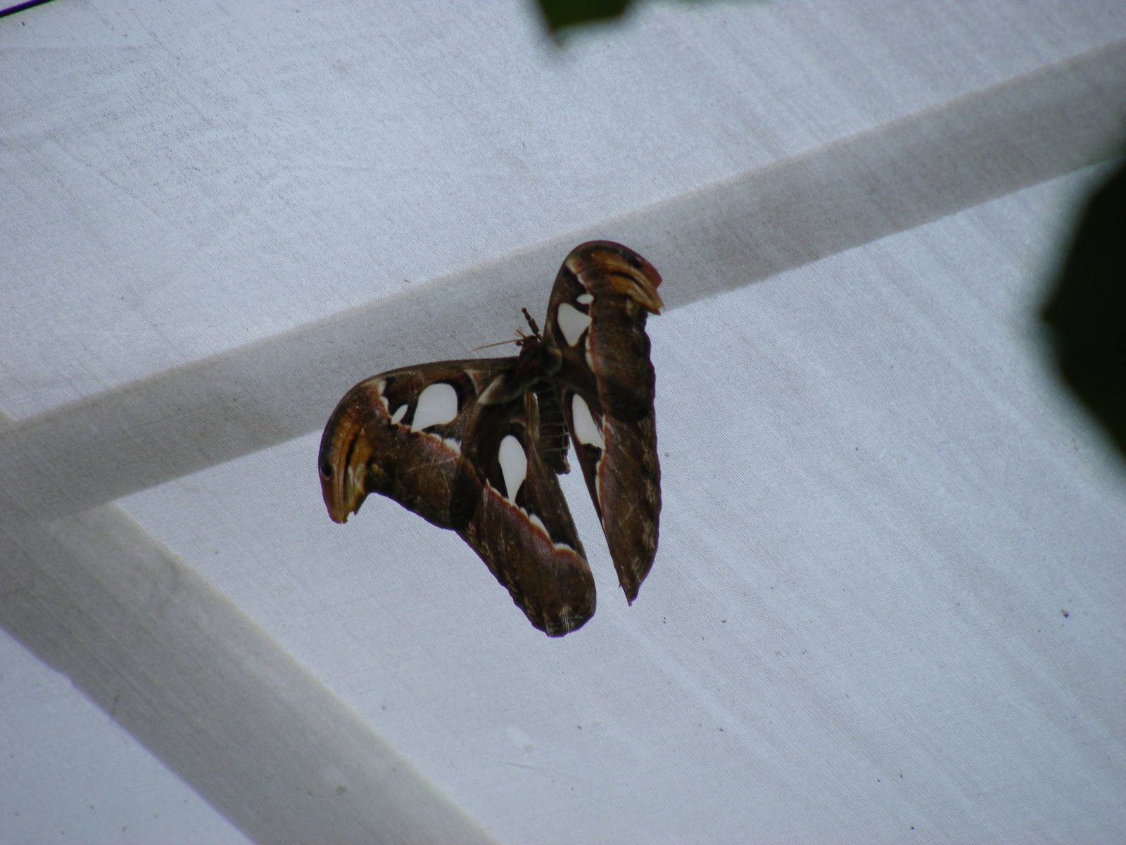 Atlas moth at Bristol Zoo, 1 August 2010
