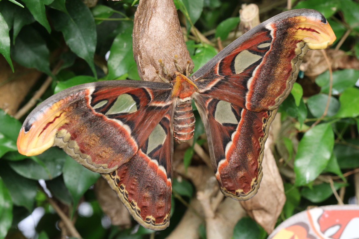 Atlas Moth at ZSL London Zoo 2/11/2018