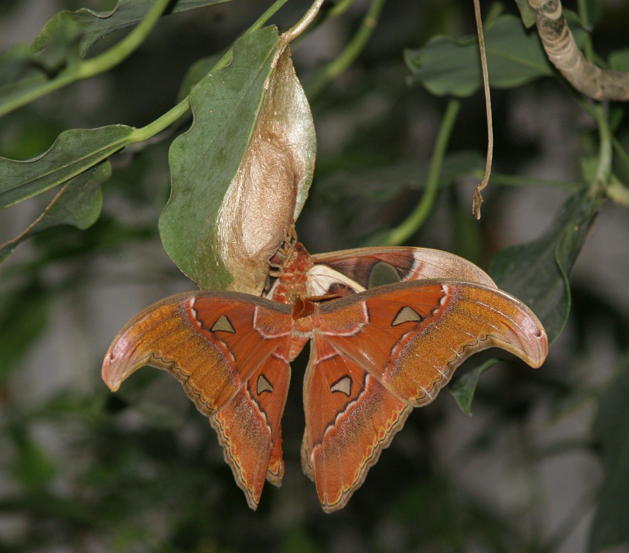 Atlas moth (Attacus atlas), 2008-03-01