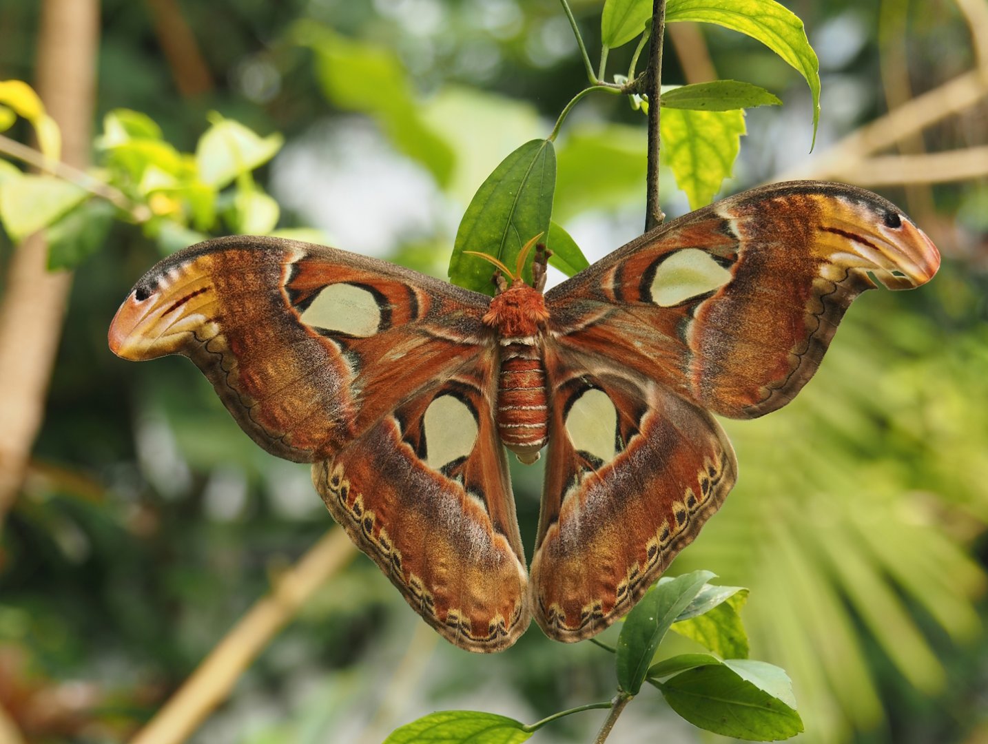 Atlas moth (Attacus atlas), 2024-06-23
