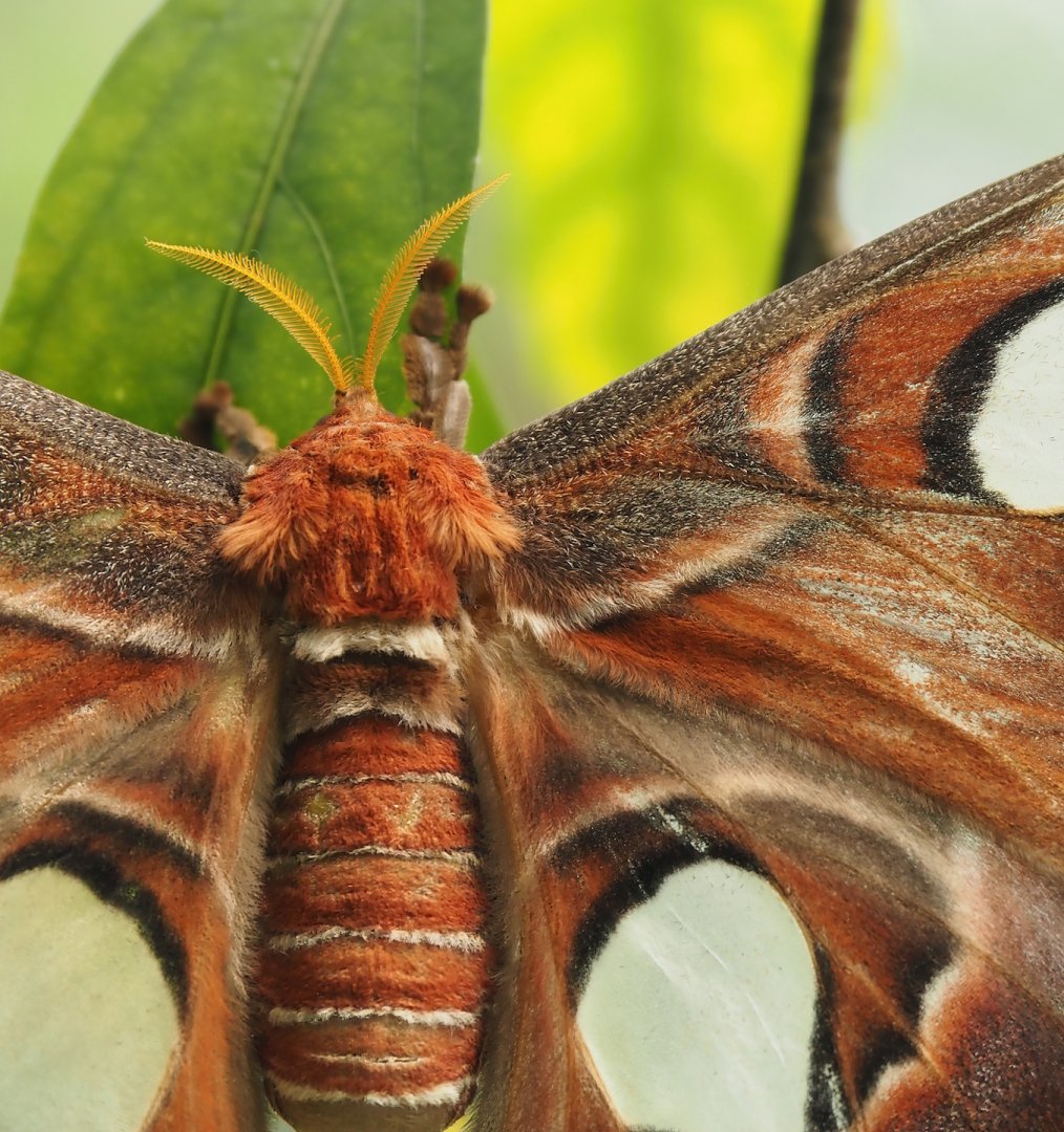 Atlas moth (Attacus atlas), 2024-06-23