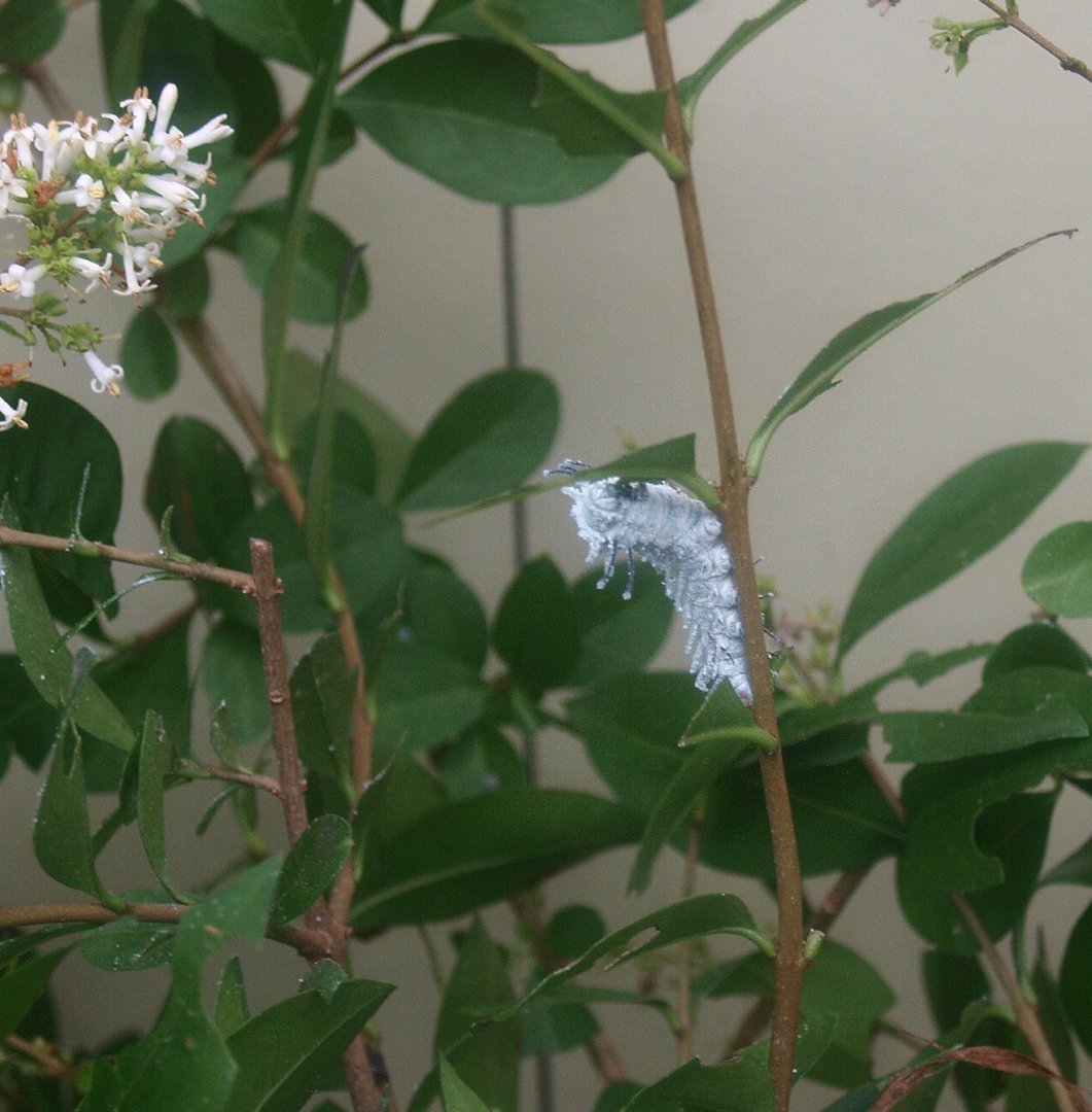 Atlas moth (Attacus atlas) caterpillar, 2015-07-19