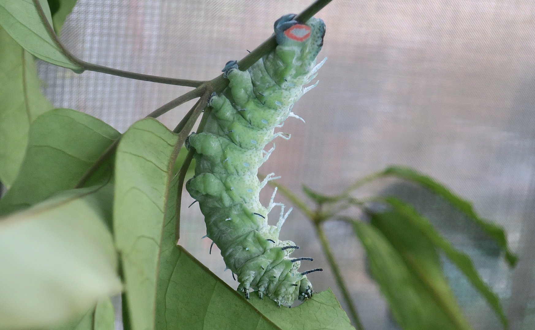 Atlas Moth (Attacus atlas) caterpillar