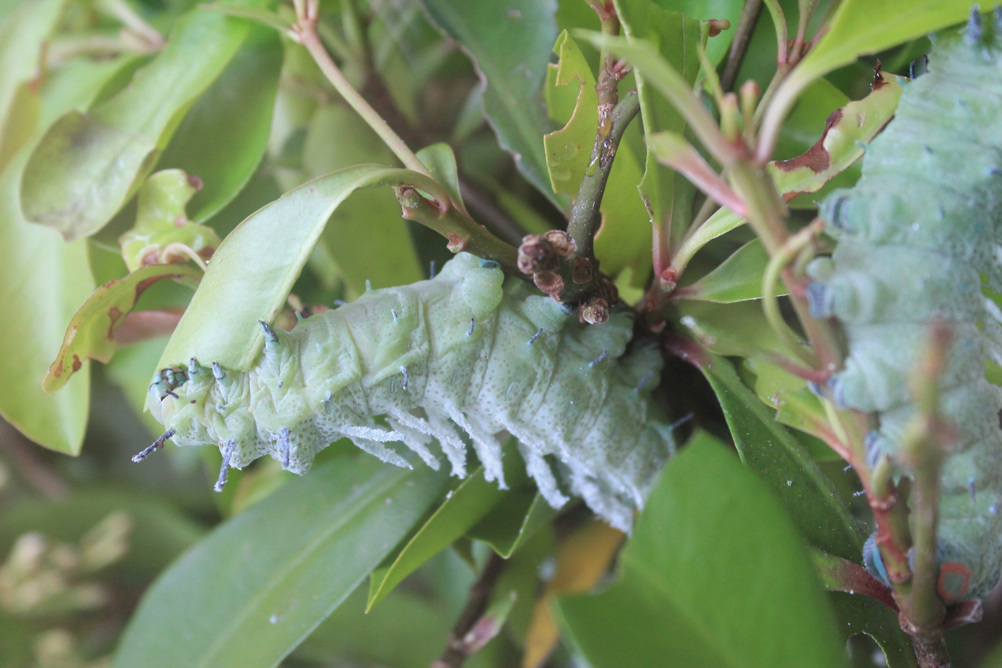 Atlas Moth (Attacus atlas) caterpillar