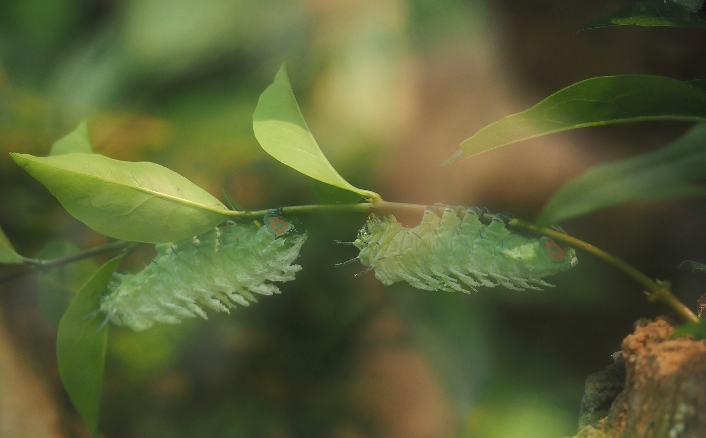 Atlas moth (Attacus atlas) caterpillars, 2024-06-23